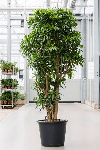 Grote dracaena plant boom