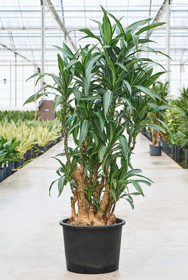 Grote dracaena ulises hydro