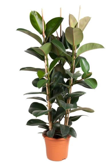 Grote ficus plant