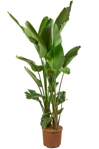 Grote strelitzia plant 3 1
