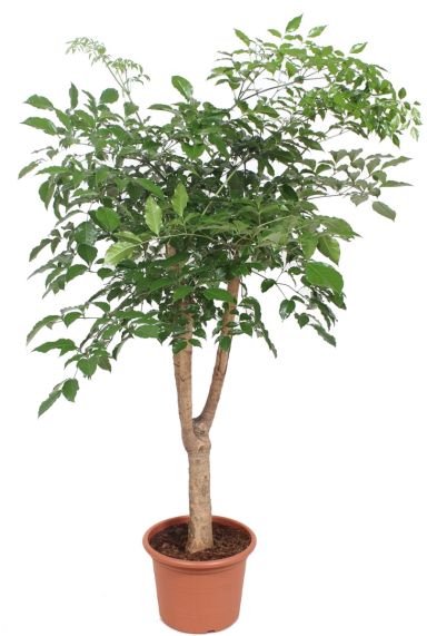 Heteropanax chinensis