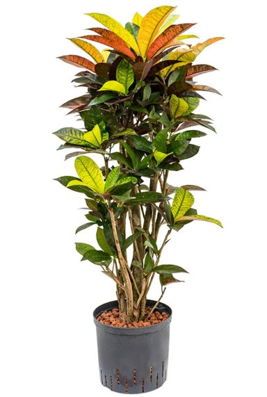 Iceton potplant croton