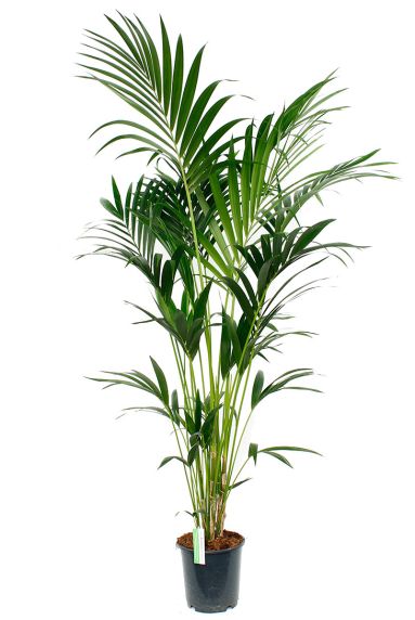 Kentia palm