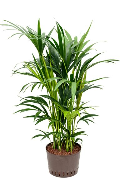 Kentia palm hydro kamerplant