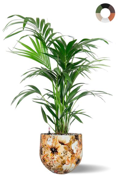 Kentia palm in bloempot