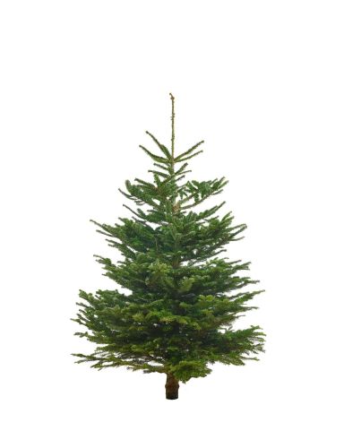 Kerstboom 125-150