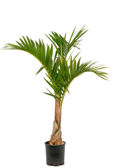 Mascarena verschaffeltii palm 1