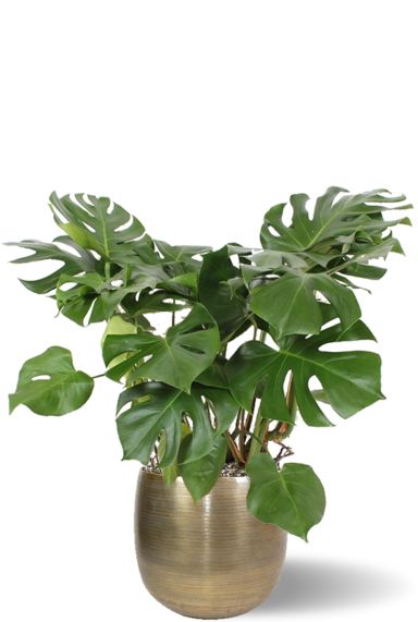 Monstera in rowen bloempot