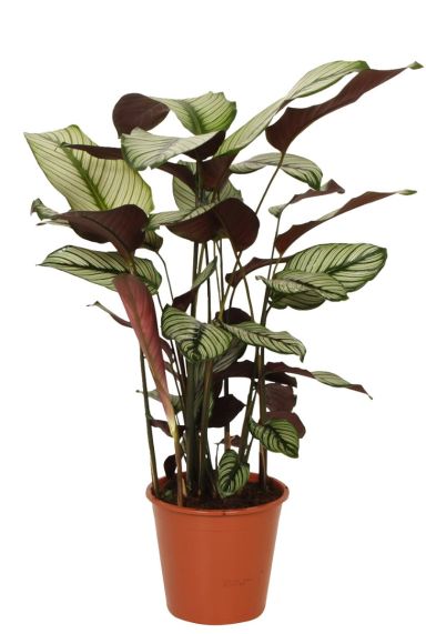 Calathea whitestar kamerplant 