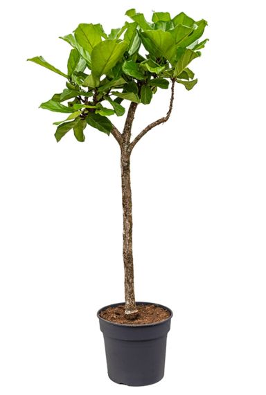 Mooie ficus lyrata tabaksplant