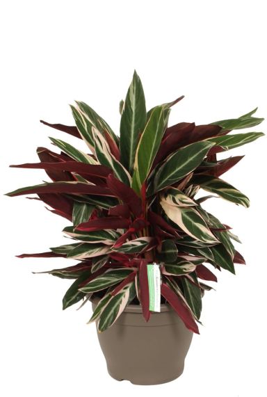 Calathea Triostar