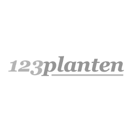 Paeonia mix bloembollen