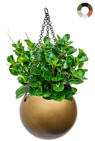 Peperomia in hangpot baq 1