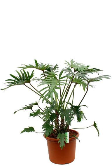 Philodendron Xantal kamerplant kopen bij 123planten 