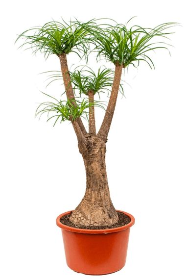 Populaire beaucarnea recurvata kamerplant