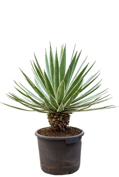 Prachtige agave angustifolia kopen