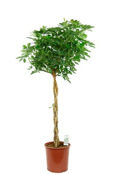 Schefflera 1