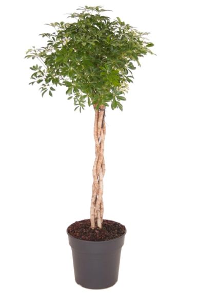 Schefflera arboricola luseana kamerplant