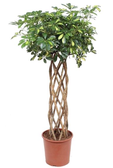 Schefflera stam