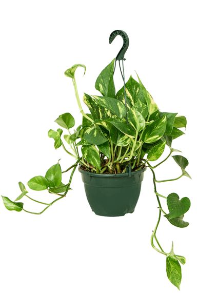 Scindapsus epipremnum aureum 1