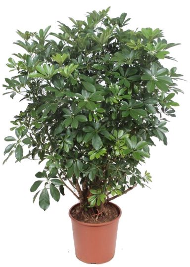 Schefflera Compacta kamerplant