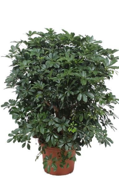 Schefflera Compacta vingersboom kamerplanten
