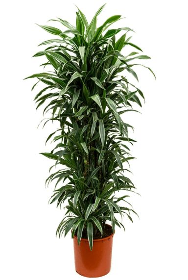 Sterke dracaena deremensis