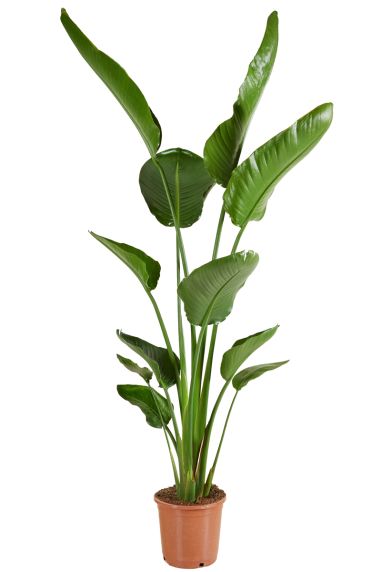 Strelitzia groene kamerplant 1