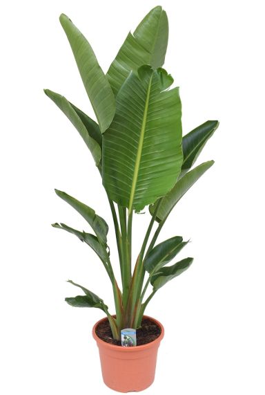 Strelizia nicolai hippe kamerplant 1