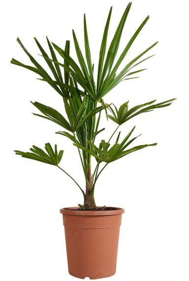 Trachycarpus fortunei palm 5