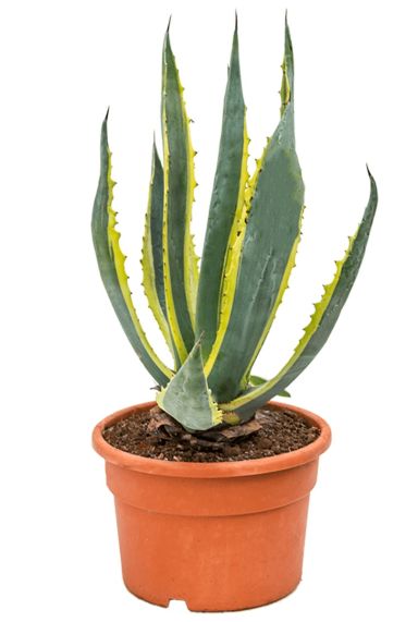 Unieke agave americana kamerplant