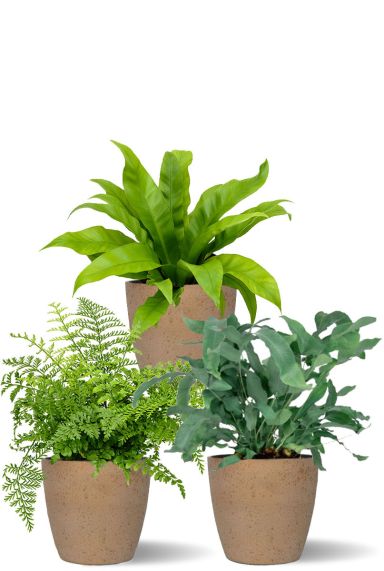 Varen planten 1 1