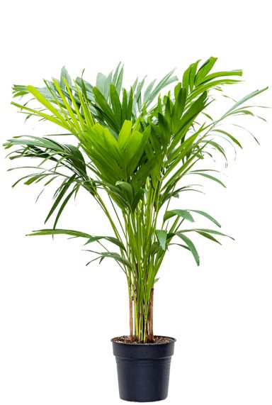 Veitchia palm 1