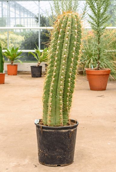 Volle cactus trichocereus terschechii