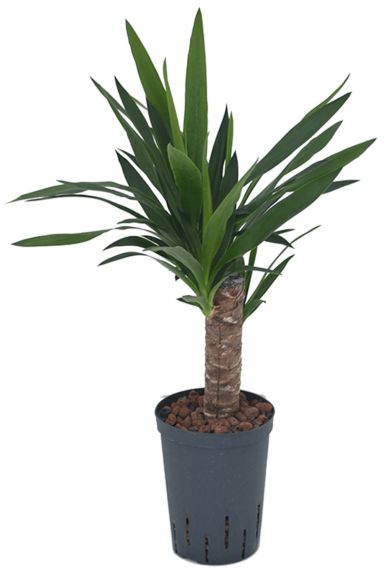 Yucca hydrocultuur kamerplant