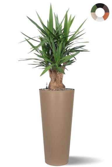 Yucca in hoge plantenbak