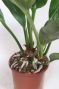 Anthurium Antingo