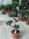 Ficus Microcarpa