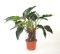 Philodendron green beauty