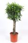 Ficus Nitida
