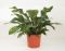 Anthurium Antingo