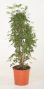 Schefflera Luseana