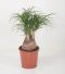 Beaucarnea Recurvata