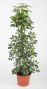 Schefflera Gold Capella