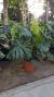 Philodendron deliciosa