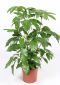 Schefflera Amate