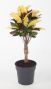 variegatum Mrs.Iceton