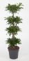 Dracaena reflexa Song of Jamaica