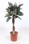 Ficus Elastica Robusta