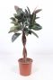 Ficus Elastica Robusta